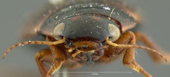 Media type: image;   Entomology 33415 Aspect: head frontal view